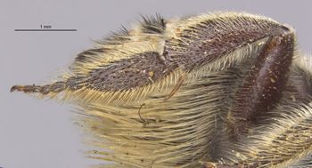 Media type: image;   Entomology 15707 Aspect: Leg hind